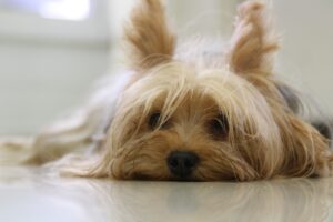 yorkshire terrier, dog, yorkie-171701.jpg